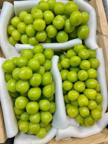 Nho Sữa Trung Quốc Giá Sốc Chỉ 15.000 Đồng/Kg: Hàng “Quý Tộc” Không Còn Đắt Đỏ
