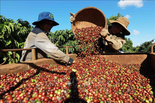 Xuất khẩu cà phê Việt Nam đạt gần 7 tỷ USD trong 9 tháng