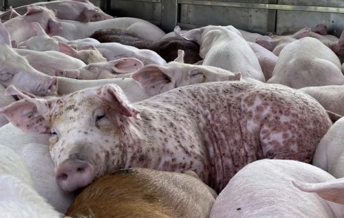 Dịch tả heo châu Phi bùng phát mạnh nhất lịch sử: Hơn 1,23 triệu con bị tiêu hủy chỉ trong 11 tháng